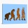 ¡Evolución de los simios!